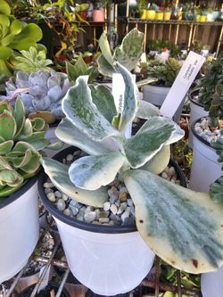 Succulent  Plants Korean Imported Cotyledon Undulata var