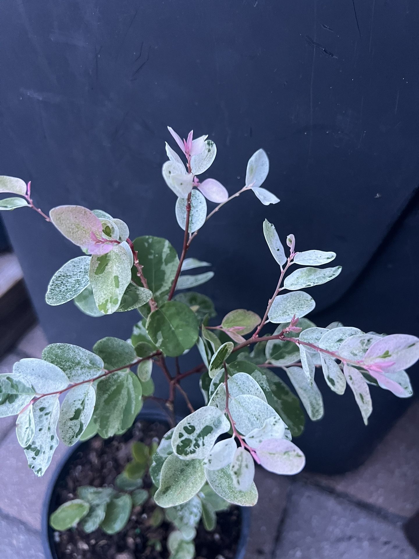 Genus Breynia