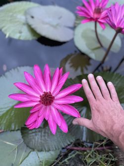 Water Lily Plants