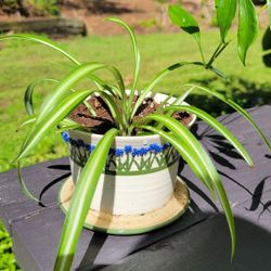 Spider Plant