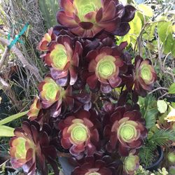 Purple Aeonium Succulent Starter  (see Pictures)