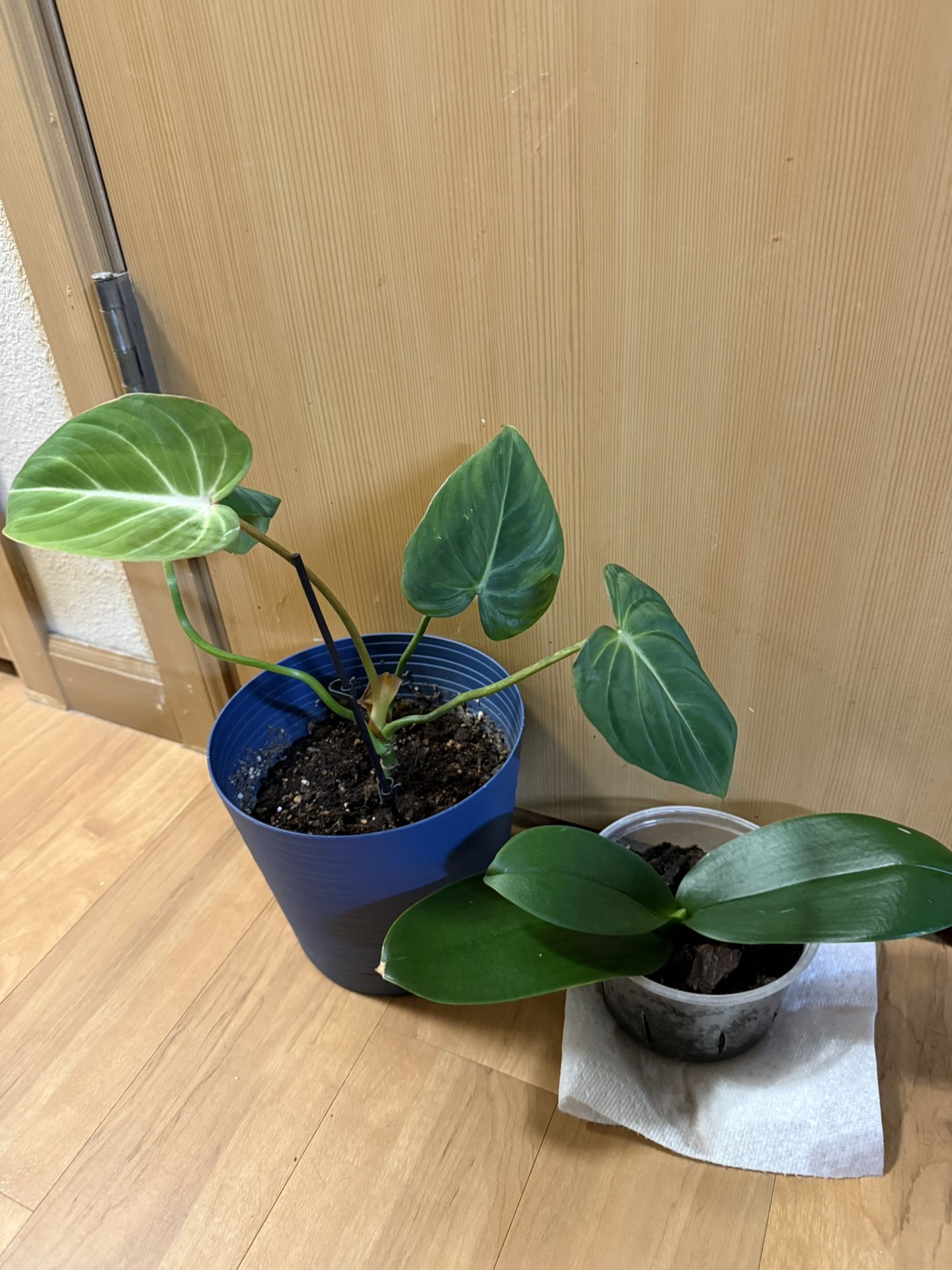 Free Plants