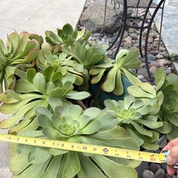 Succulents giant velvet rose $15.00 each