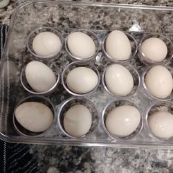 Fertile Silkie Eggs