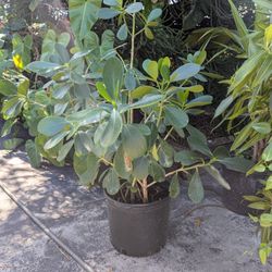 Potted Clusia Plant About 3 Ft Tall