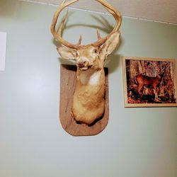 Deer Head 