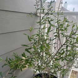 Red Pomegranate Potted Plant 7 Gallon