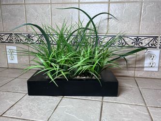 $11/ Contemporary Tropical Decorative Plant