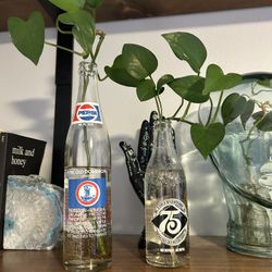 Pothos Plant Pepsi Old Dominion Va Richmond Coca-Cola Norfolk Local Gift Green Boho Home Decor 