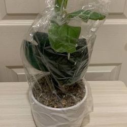 Brand New 13 Inch Artificial Potted Fiddle Leaf Plant & White Pot