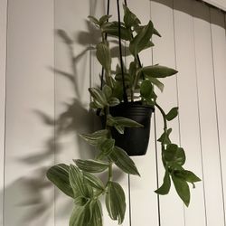 Tradescantia 