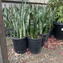 Snake Plants