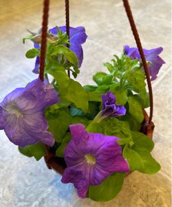 hanging pretty purple petunia flowers
