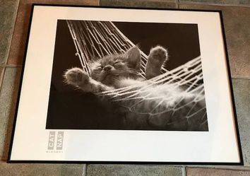 Framed Art. Cat In A Hammock.