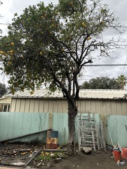 Tree Work