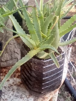 Aloe Vera Plant – Easy Care, Fast Growing
Planta Aloe Vera – Fácil Cuidado y Crecimiento Rápido.