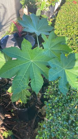 Plant