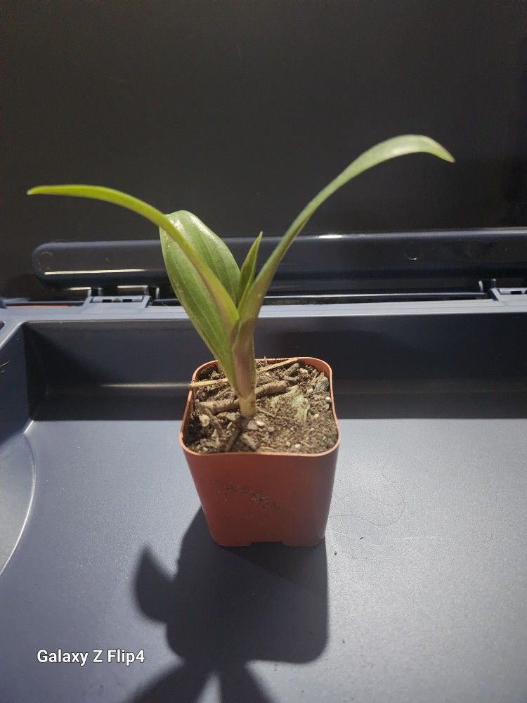 Moses In A Cradle Baby Plant