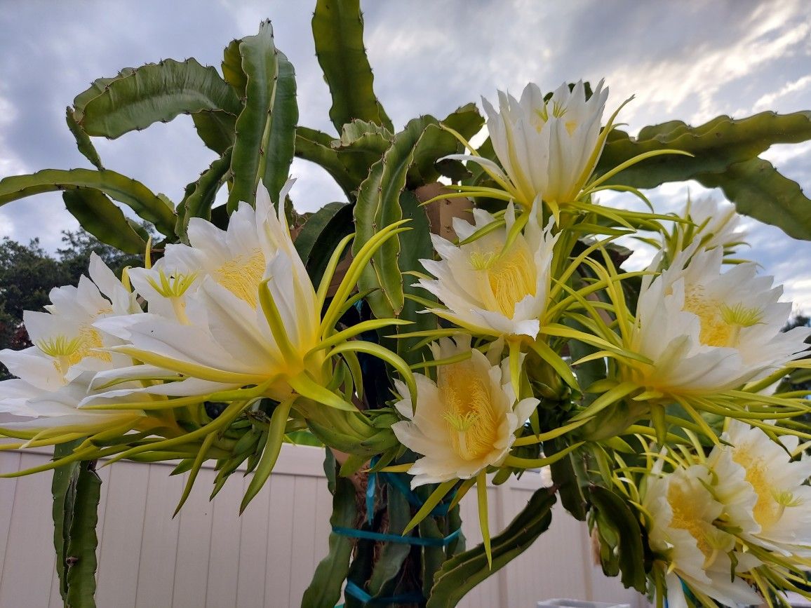 Healthy Dragon Fruit Plants And Cuttings 