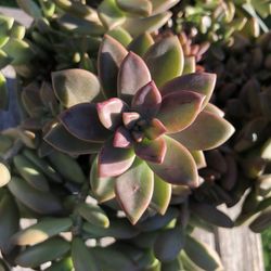 Graptosedum Bronze VERA HIGGINS Succulent Plant 