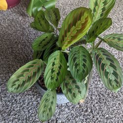 Prayer Plant + Pot