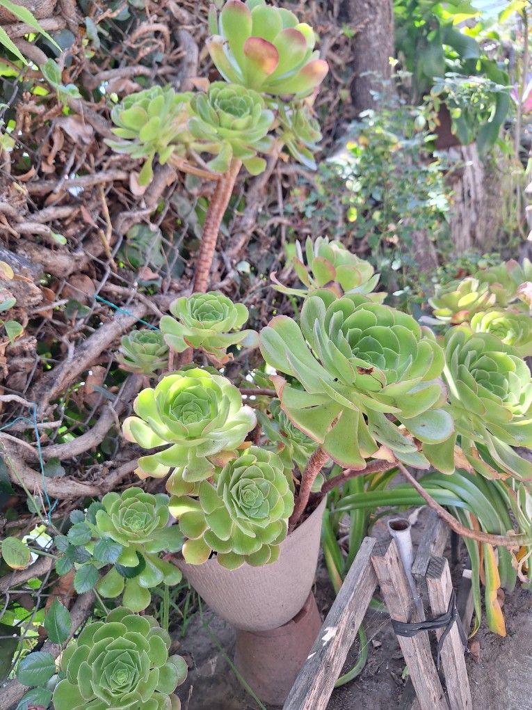 Planta Natural