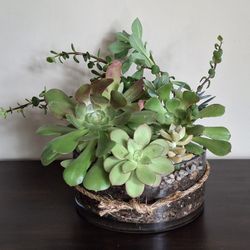 Plant Succulent Floral Arrangement Planter Pot Vase Live