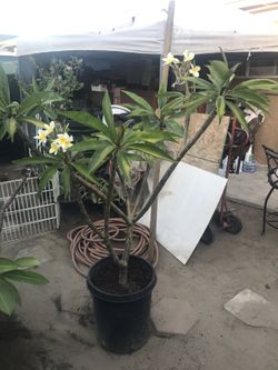 Plumerias Blancas