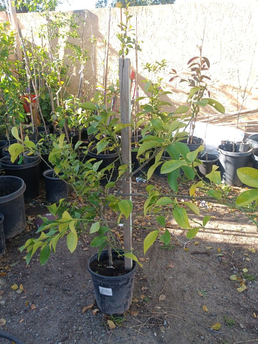 Limón Amarillo Del Mayer