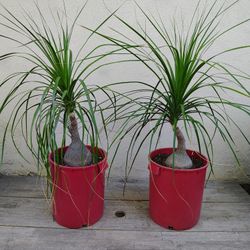 Ponytail Palm Beaucarnea Recurvata Plants 