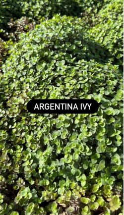 💚 Argentina Ivy