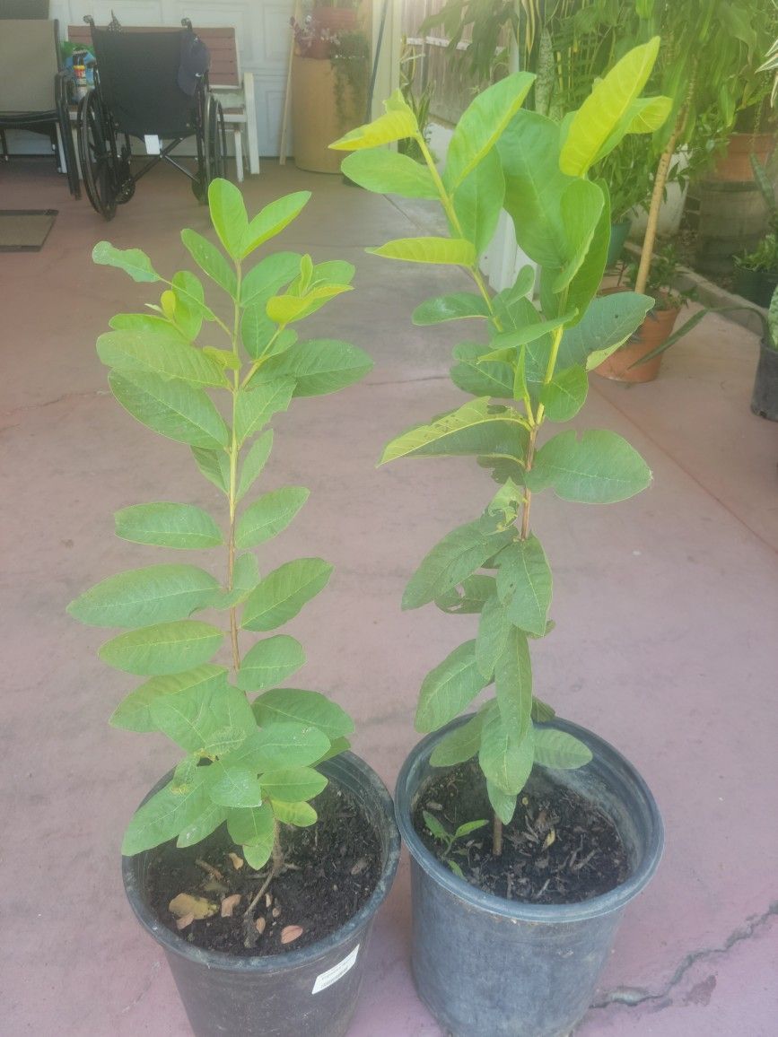 Guava Trees In 5gal Pot 3ft Tall$20 Each