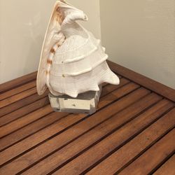 Decorative Conch Shell.