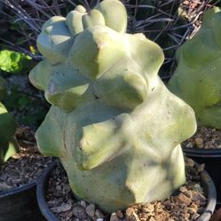 Totem Cactus Lophocereus Pachycereus schottii f. monstrosa