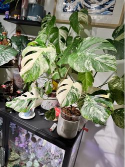 Monstera Albo Borsigiana