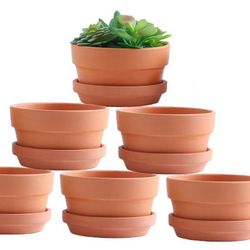 6pack Shallow Terracotta Pots