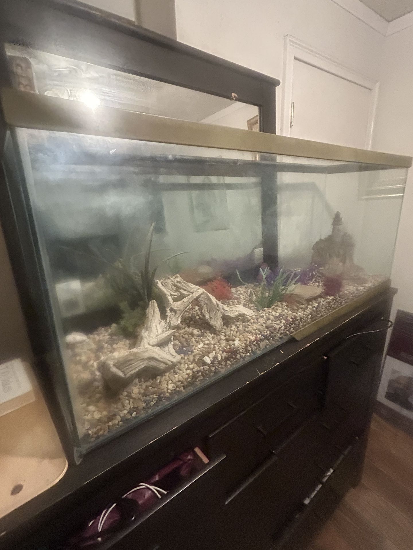 50 Gallon Tank