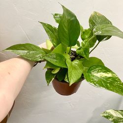 Mixed Golden And Neon Pothos Plant In 6” Pot With Big Leaves!