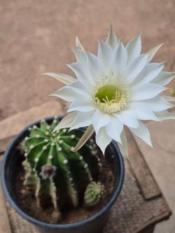 Cactus