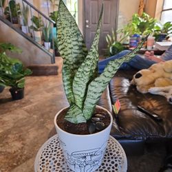 Small Sansevieria Snake Plant In 6in Ceramic Pot With Stones 