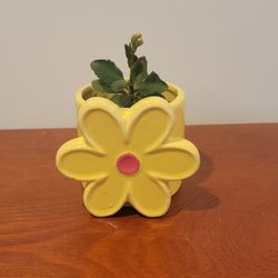 Small Succulent In Yellow Flower Planter