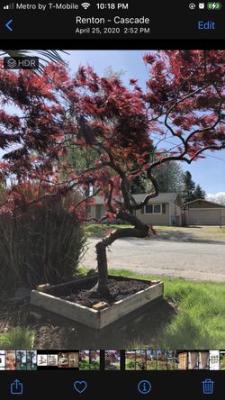 Japanese maple 