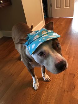Canada Pooch Dog Rain Hat – Size Large