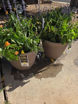 Premier Plants