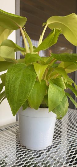 Neon Philodendron Plant