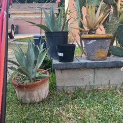 Planta De Maguey