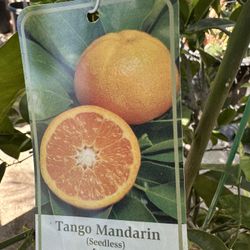 Tango Mandarin Tree 15gal $200, 25gal $500