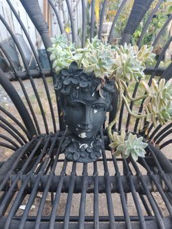 Succulent