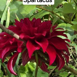 Dahlia Plants Spartacus Dinnerplate $5 each