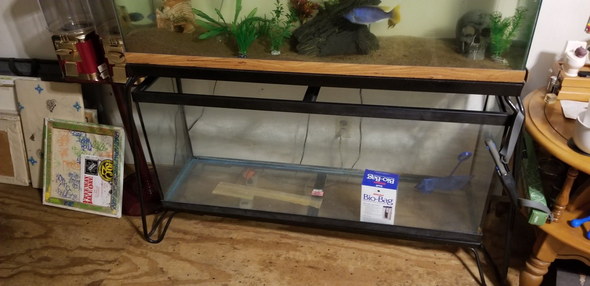 50gal fish tank